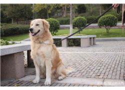 《芜湖市养犬管理条例》48种及其中任一血统杂交犬重点管理区内禁养