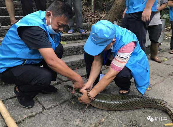 多地近日报告发现鳄雀鳝，农业部门已开展外来入侵物种普查